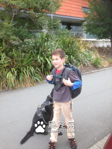 忠心耿耿的服務犬為自病癥男孩帶來歡樂