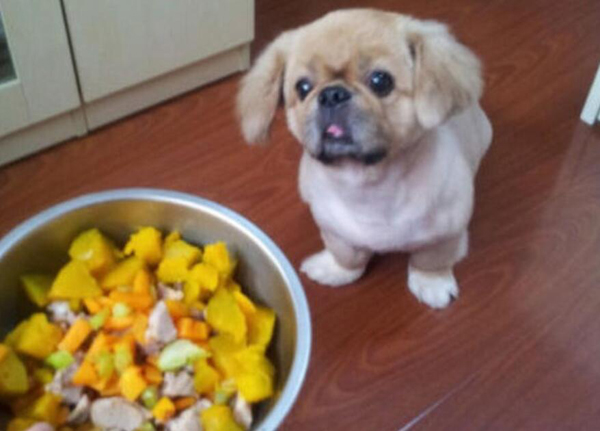 自制狗糧怎么保存