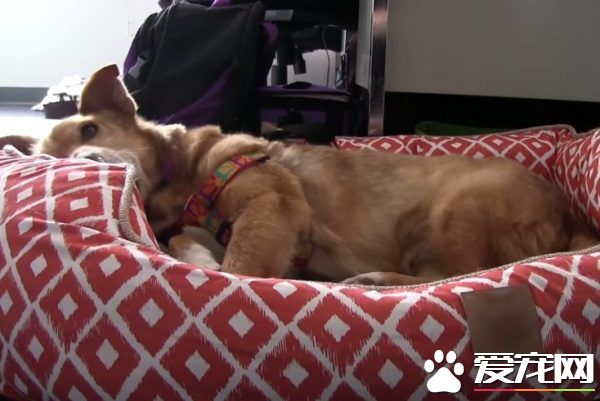 長年被拴的威利小姐 在生命最后時刻體驗了快樂