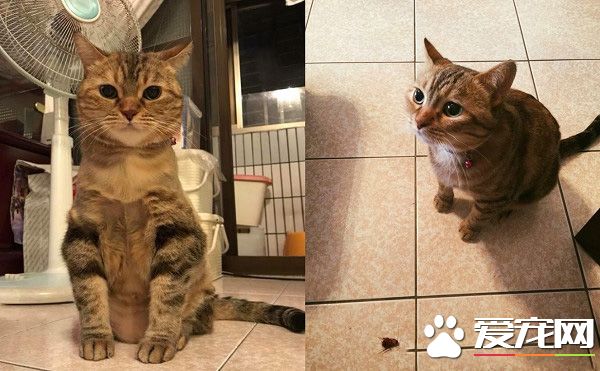 讓本宮替你管教管教！喵皇霸氣送弟弟一記貓拳