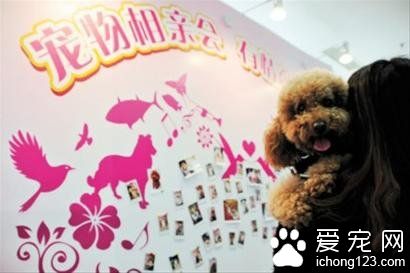 寵物貓狗來“相親”：只看品種不問年齡