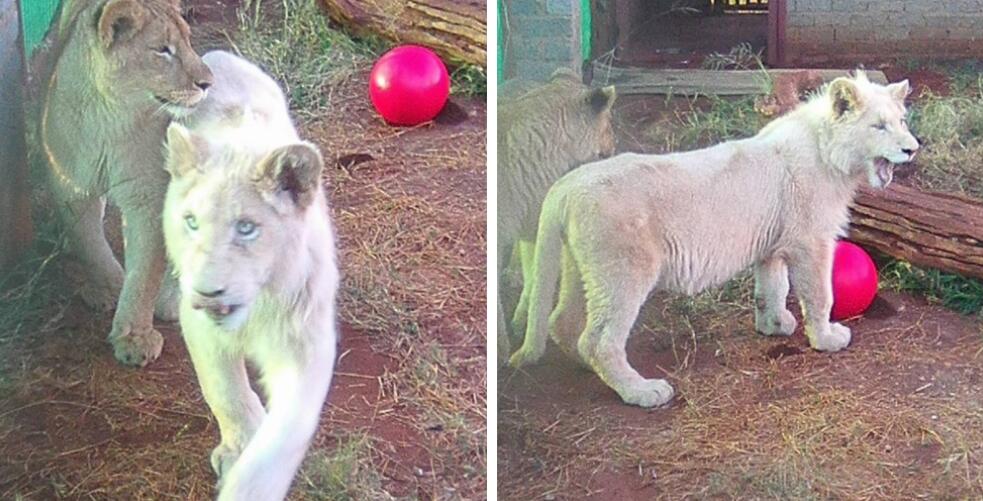 3歲稀有小白獅將被拍賣 幸得神秘贊助商拯救