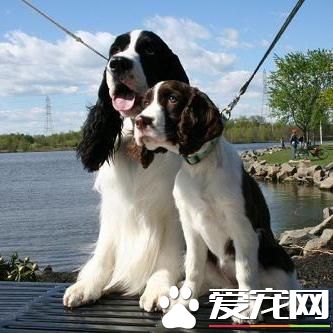 狗狗智商排行榜，你家狗狗排第幾？