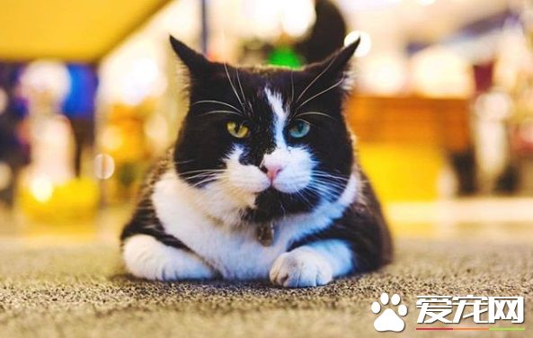 冰島人氣店貓遭陌生男子綁架 引發全國人民的憤慨