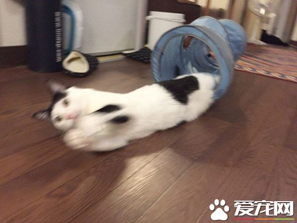 貓咪也有貓咪保姆啦！拍照質量還是有待提高