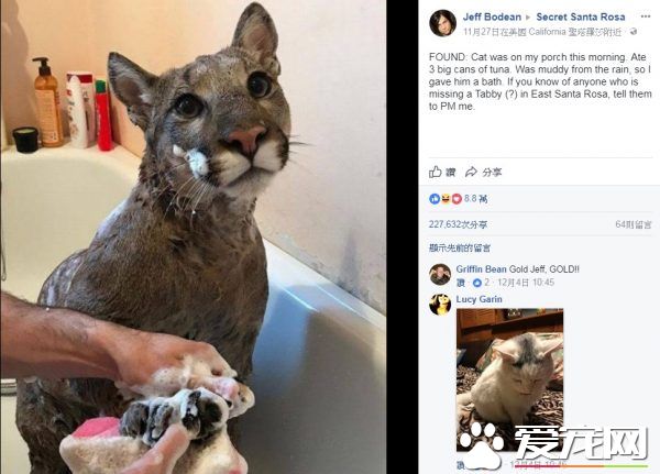 美洲獅在動物園被虐待 被新主人收編成乖巧家寵