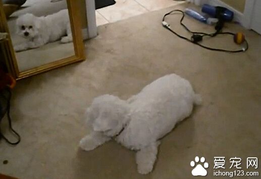 可愛比熊犬照鏡子與自己“大戰” 戰況激烈