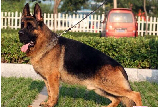 愛犬走丟 狗主人微信圈散步消息2天找回