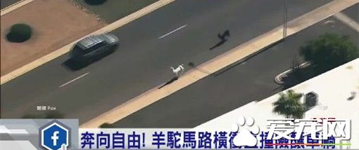 大馬路上驚現羊駝狂奔 口渴直沖星巴克想要喝咖啡