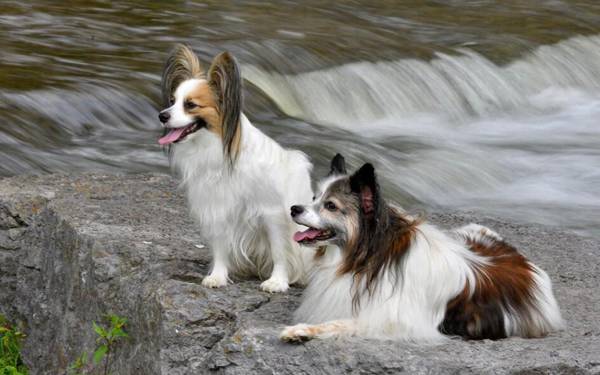 蝴蝶犬壽命