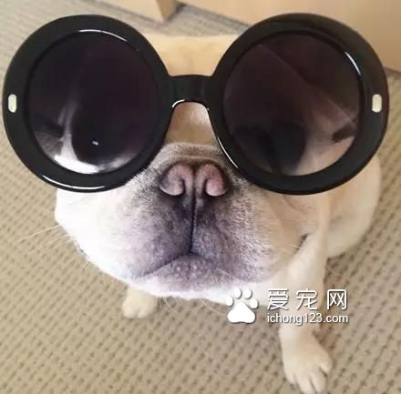 一只超萌的斗牛犬，看完保證讓你開心一天！