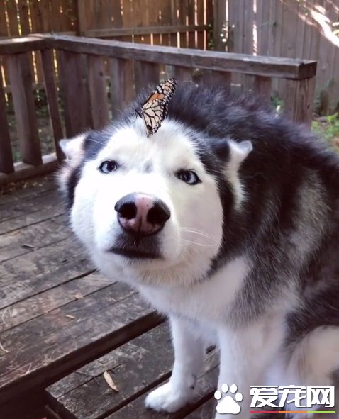 蝴蝶不請自來臉上蹭蹭 萌犬哈士奇超傻眼