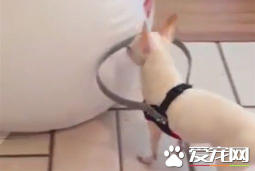吉娃娃眼盲不敢走動 暖主人制作防撞圈