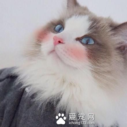 高冷的喵星人被打上腮紅之后