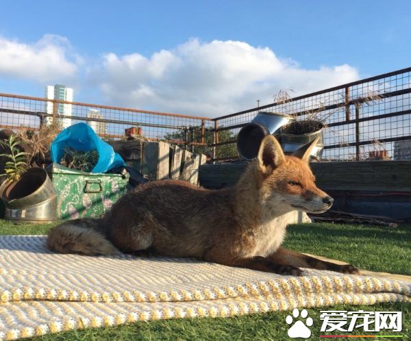 不請自來的天兵狐貍 擅自加入曬太陽行列