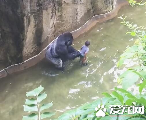 小男孩不慎跌入猩猩園中 發生的事情讓人冒汗