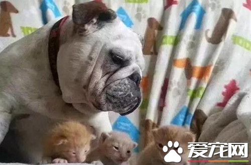 斗牛犬霸占小貓不讓別人碰 就連親生貓媽都不行