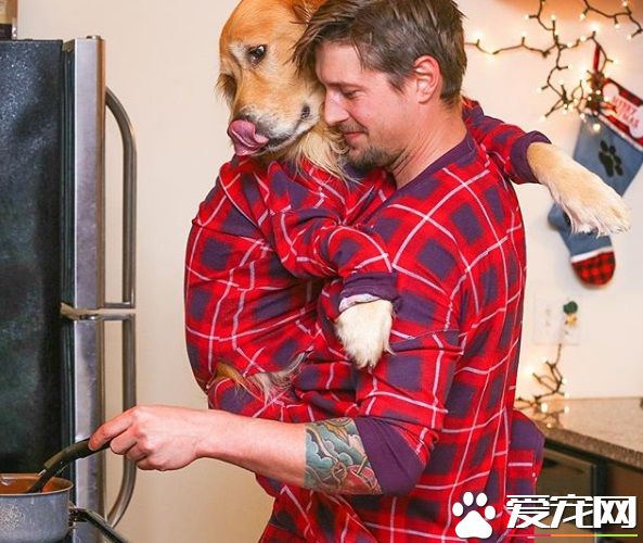 超級爸寶黃金獵犬 超級熱情飛彈迎接爸爸回家