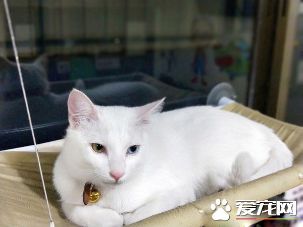 白貓遭遺棄掉進水溝 幸得社工暖心相救并撫養長大