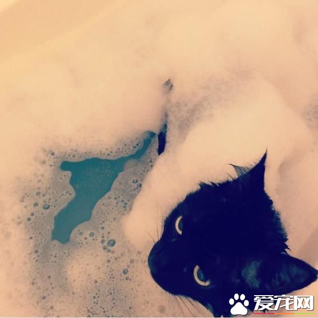寵物洗澡，真是又尬又萌