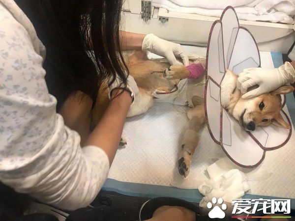狗狗之間的愛情 老婆住院17天康復后每晚都要親親
