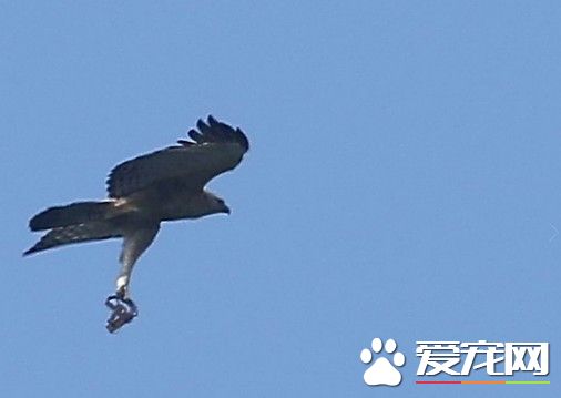 大雪山熊鷹霸氣展翅 以為抓獵物竟是捕獸夾斷腳