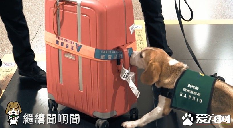可愛檢疫犬超認真執勤 很多旅客想要一起拍照