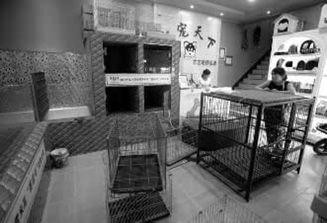一家寵物店一夜之間被盜70多只寵物犬 損失將近三十多萬元