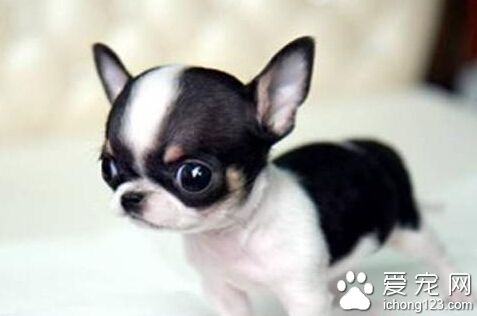 牧羊犬嚇死吉娃娃 法院終判牧羊犬主人賠22萬日元