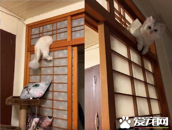快點救我下來啊 喵星人掛紙門眼神死地搖晃屁股