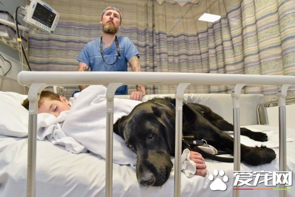 自閉癥男孩的忠心服務犬 住院檢查也要緊緊守候