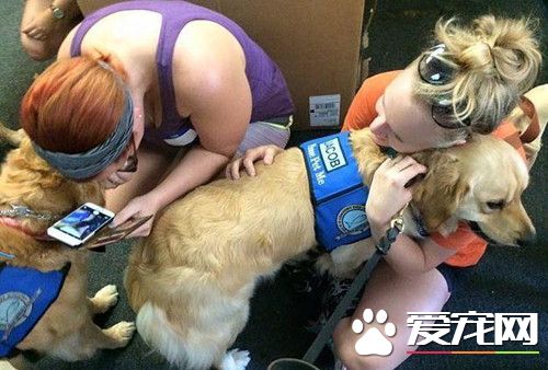 最特別的慰藉 金毛犬為美國槍案受創者療傷