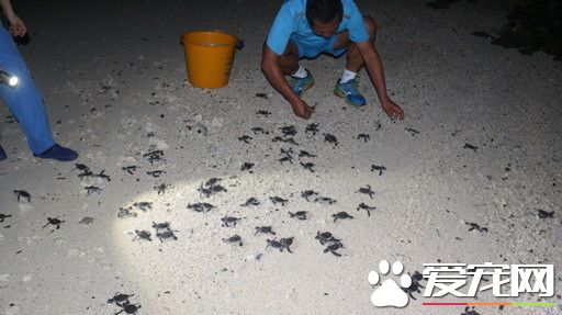 143只綠蠵龜幼龜深夜迷路 軍民用水桶護送回大海