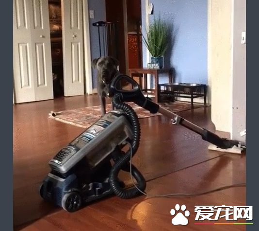 再高的圍欄都擋不住的大狗狗 死穴居然是吸塵器