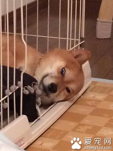 柴犬睡相詭異嚇壞主人 “一睡成名”
