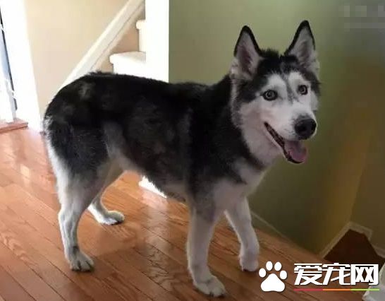 為什么那么多人養哈士奇 解密養哈士奇是一種什么樣的體驗