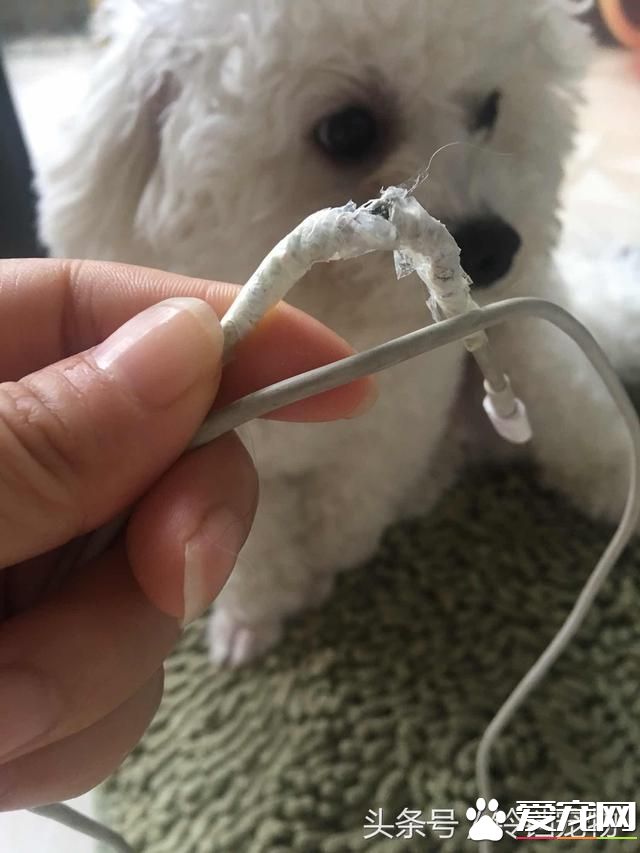 【養寵故事】自從有了你~