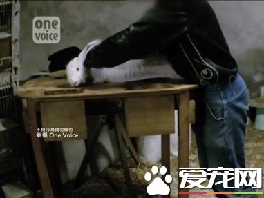 小白兔竟活活被拔毛 慘叫聲不斷
