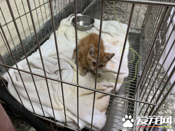 小橘貓全身濕被好心人搶救 一周加護恢復超萌模樣