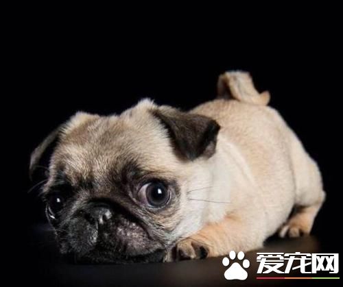 長不大的寵物狗