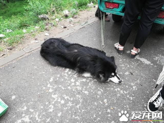 德州寵物大集場走一圈，誰能告訴最后圖片中狗是什么品種？