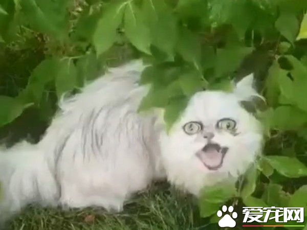 暴牙死魚眼狠盯 波絲金吉拉像喝醉嬤丑的可愛