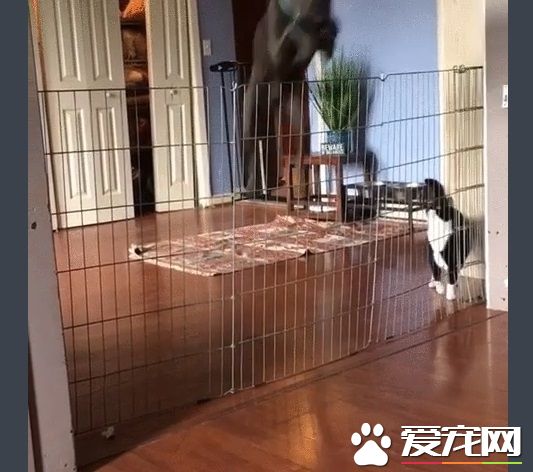再高的圍欄都擋不住的大狗狗 死穴居然是吸塵器