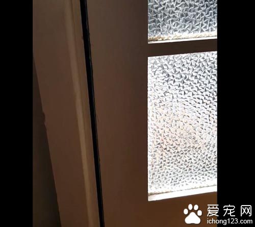 貓奴一開門超驚喜 貓咪叼著禮物走進來