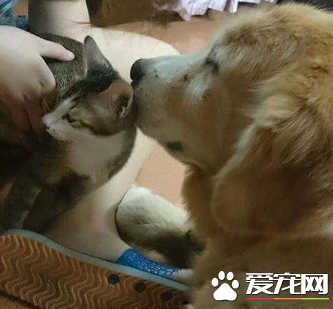 14歲黃金獵犬離世前 喵星人妹妹伸手告別