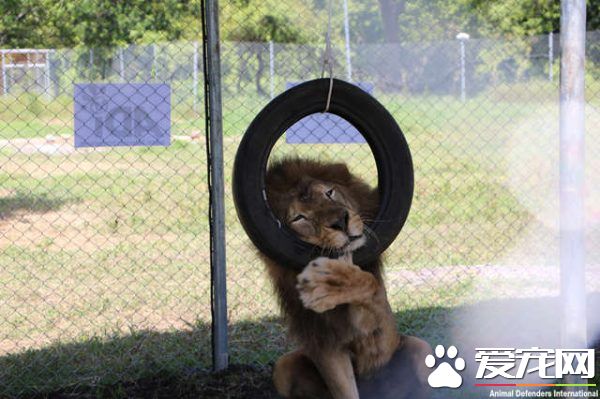 馬戲團獅子被不人道對待 獲救后開心漸露自然天性