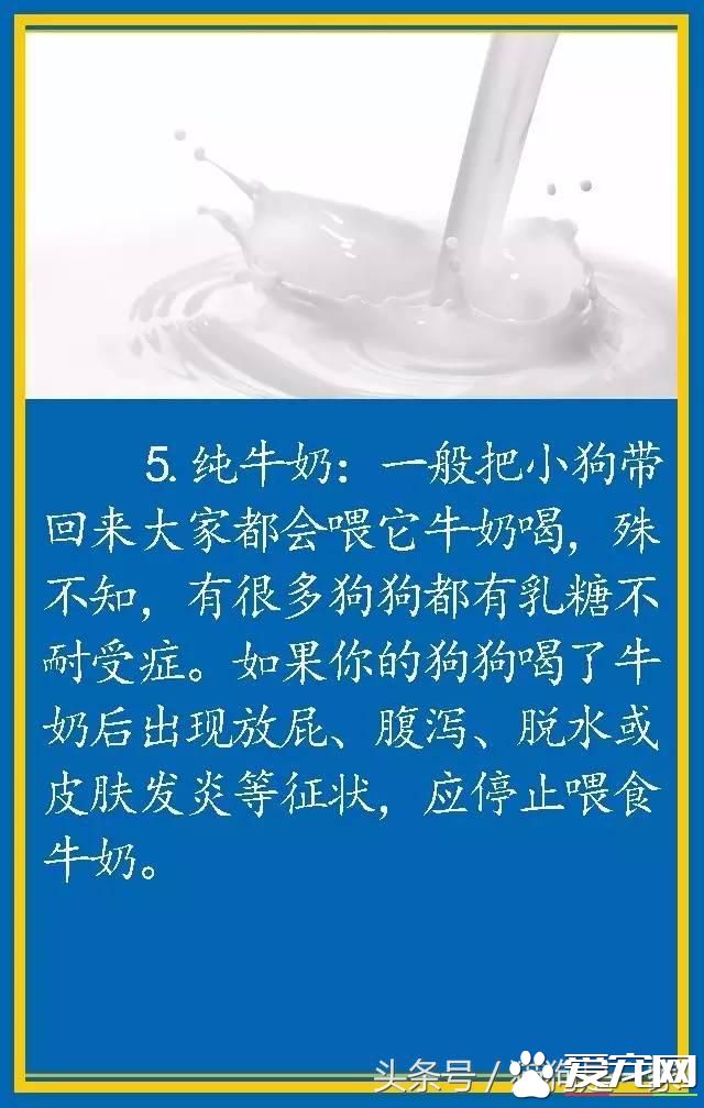 寵物狗的飲食禁忌