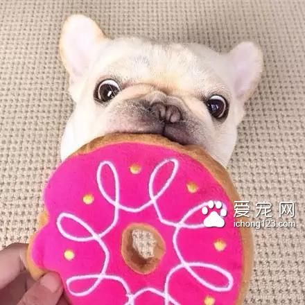 一只超萌的斗牛犬
