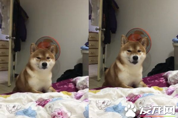 柴柴跑媽媽床邊小聲汪汪 媽媽笑問：你要干嘛？