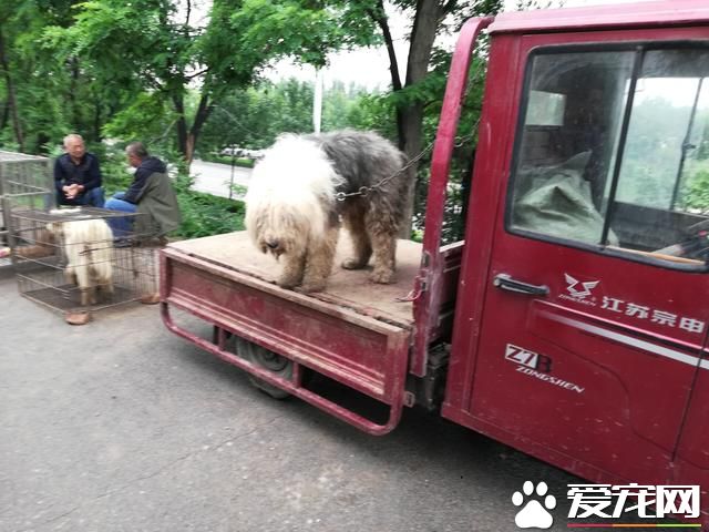 去德州集市看看 各種狗狗的品種真不少